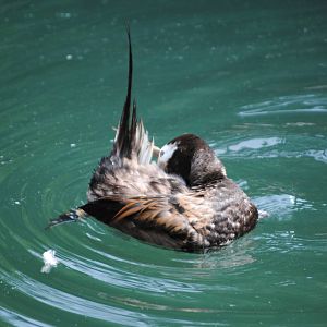 Long-Tailed Duck