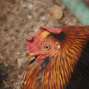 Sri Lankan Junglefowl