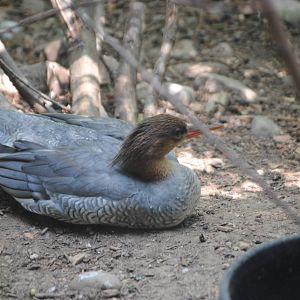 Chinese Merganser