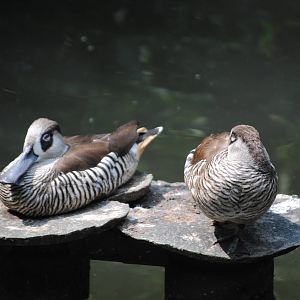 Pink-Eared Ducks