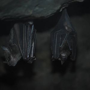 Seba's Short-Tailed Bat