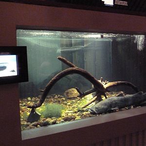 Typical Tank Display (1 of 12 such exhibits)