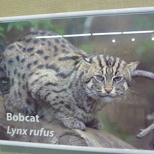 Bobcat?  (Maybe the aquarium should be FISHING for a different answer)