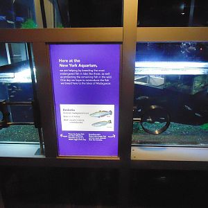 Madagascar Bedotia & Madgascar Pachypanchax Tanks