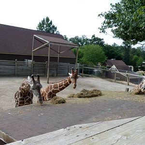 Side Giraffe Exhibit