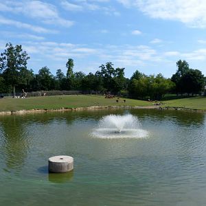 African Savanna - August 2014