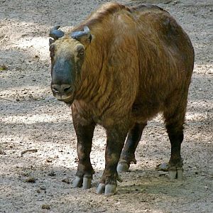 Mishmi Takin - August 2014
