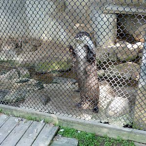 African Clawless Otter Exhibit - August 2014