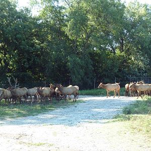 Elk Herd