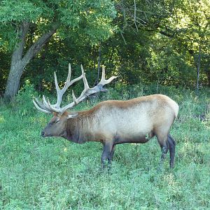 Bull Elk