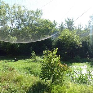 0.5 Acre Bald Eagle Aviary