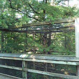 Eastern Screech Owl Aviary