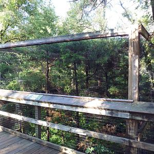 American Kestrel Exhibit