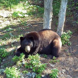 American Black Bear