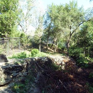 American Black Bear Exhibit