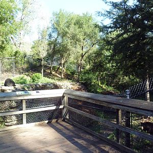 American Black Bear Exhibit