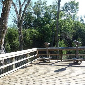 Grey Wolf Exhibit - Viewing Platform