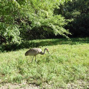 Sandhill Crane