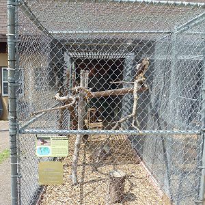 Red-Tailed Hawk Cage