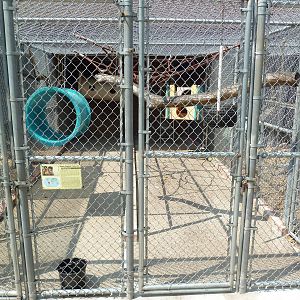 Black-Capped Capuchin Cage