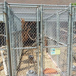 Green Iguana/Red Golden Pheasant/Helmeted Guineafowl Cage
