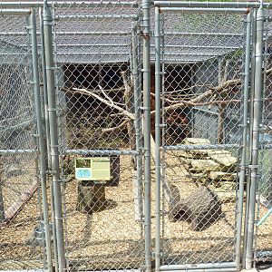 Ring-Tailed Lemur Cage