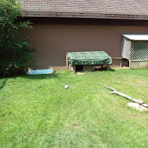 African Spurred Tortoise Exhibit