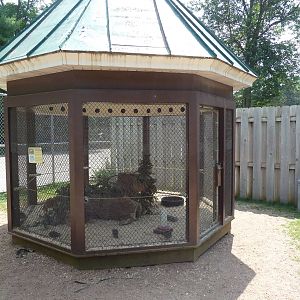Bobwhite Quail Exhibit