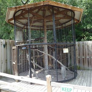 Great Horned Owl Exhibit