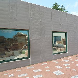 Spotted Hyena Exhibit