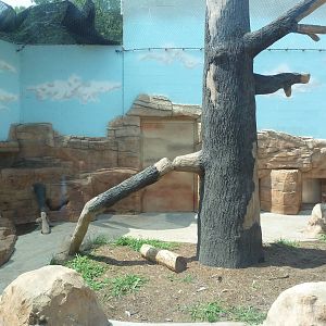 Spotted Hyena Exhibit