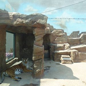 Bengal Tiger Exhibit