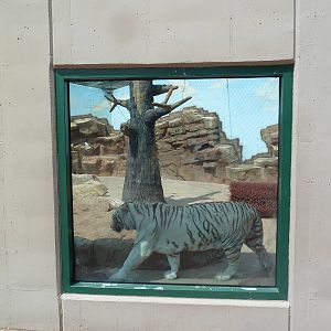 Bengal Tiger Exhibit