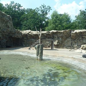 American Black Bear Exhibit