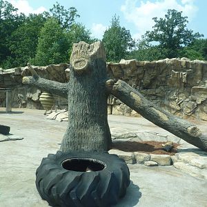 American Black Bear Exhibit