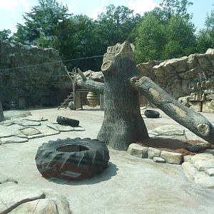 American Black Bear Exhibit