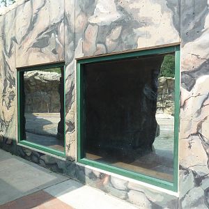 American Black Bear Exhibit