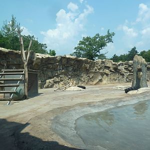 American Black Bear Exhibit