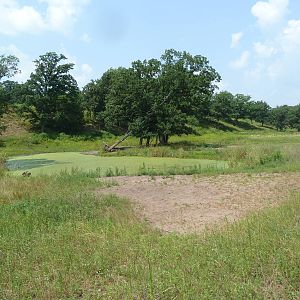 Multi-Acre American Bison Exhibit
