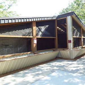 Peregrine Falcon Exhibit