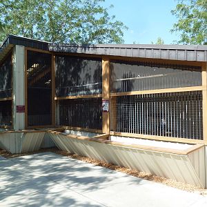 Ornate Hawk-Eagle + Bald Eagle Exhibits