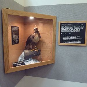 Interpretative Center - Red-Tailed Hawk Taxidermy Specimen