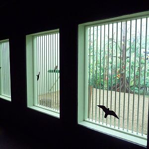 Interpretative Center - Orange-Breasted Falcon Exhibit