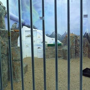 Interpretative Center - Gyrfalcon Exhibit