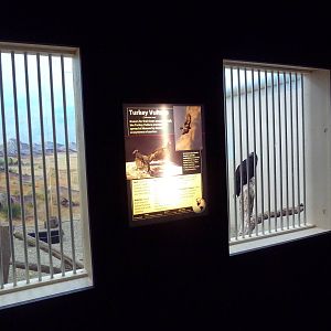 Interpretative Center - Turkey Vulture Exhibit