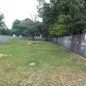 White-Tailed Deer Exhibit