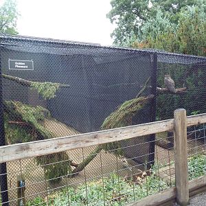 Golden Pheasant + Great Horned Owl Aviaries