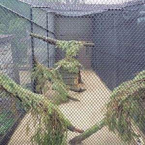 Golden Pheasant Aviary