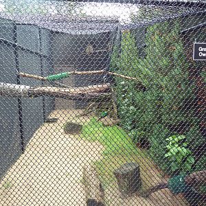 Great Horned Owl Aviary