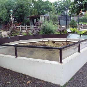 Black-Tailed Prairie Dog Exhibit